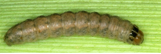 Western Bean Cutworm