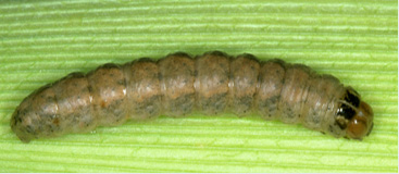 Photo - Western Bean Cutworm larva