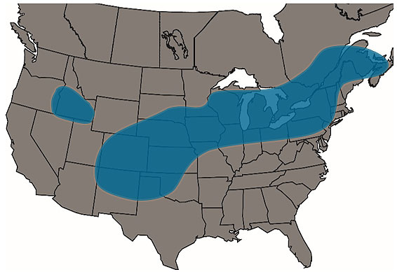 Geographic range of the western bean cutworm in the US.