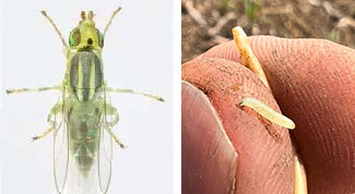 Closeup images - wheat stem maggot adult - left photo - and larva - right photo
