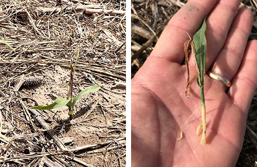 Characteristic - dead heart - symptom caused by wheat stem maggot feeding in the central corn plant leaf whorl