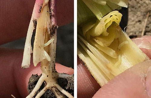 Wheat stem maggot larvae visible inside corn plant stem