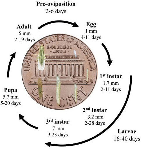Wheat stem maggot lifecycle