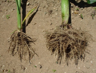 Photo - Stunted corn plant roots due to corn nematode pressure.