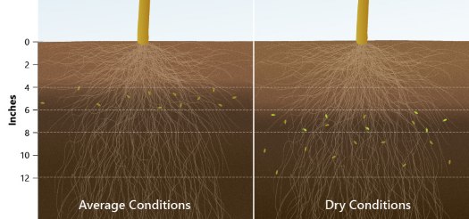 Corn rootworm beetles move deeper in the soil to lay eggs under dry conditions