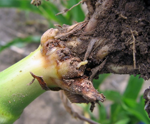 Photo - Corn rootworm larvae on a heavily damaged corn root.