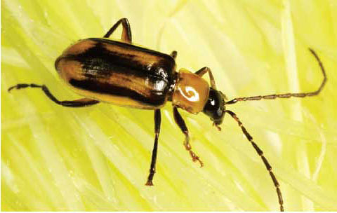 Western corn rootworm - female