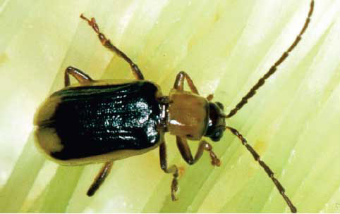 Western corn rootworm - male