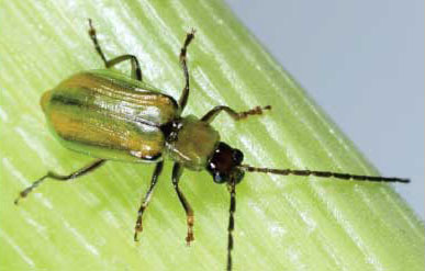 Mexican corn rootworm adult