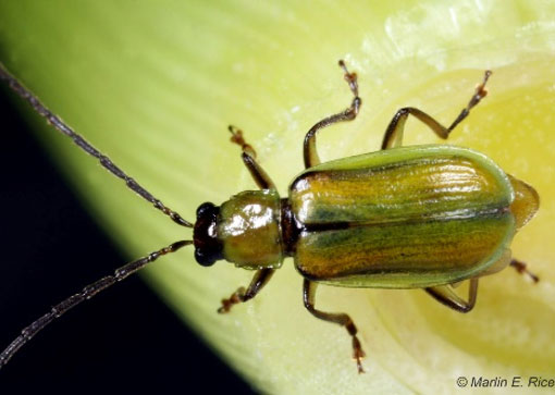Photo - Mexican Corn Rootworm Beetle