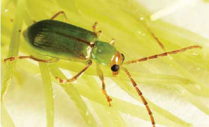 Northern corn rootworm