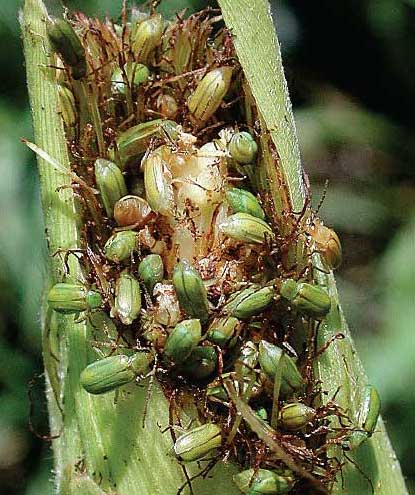 Northern corn rootworms feeding on silks and kernels