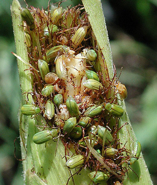 Photo - Northern corn rootworm beetles feeding on silks and kernels.