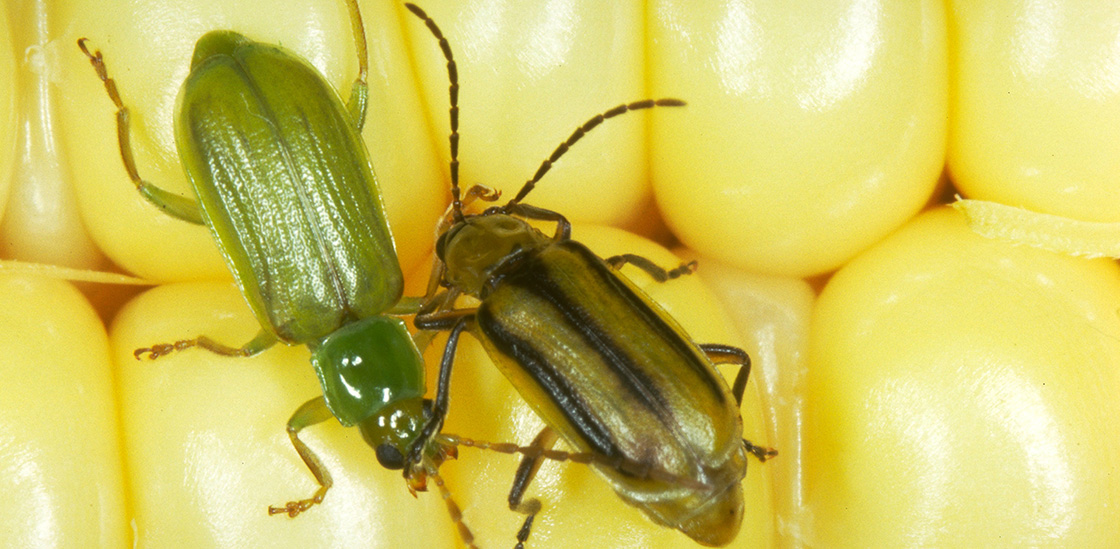 Northern and western corn rootworm beetles