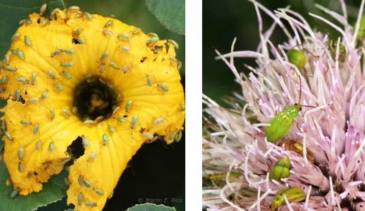 Photo - Corn rootworm adults feeding on yellow squash and thistles.