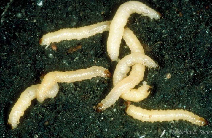 Photo - corn rootworm larvae