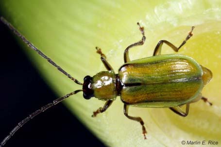 Photo -Mexican Corn Rootworm