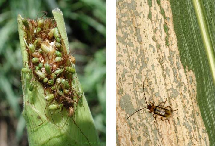 Photo - side-by-side - Northern corn rootworm adults feeding on silks - Western corn rootworm adult feeding on leaf tissue.