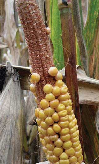Corn ear damaged by silk clipping by adult corn rootworms