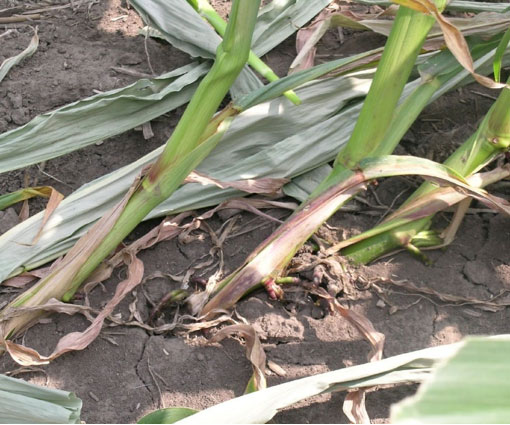 Photo - Untreated conventional corn hybrid is root lodged as a result of corn rootworm larval feeding followed by a thunderstorm.