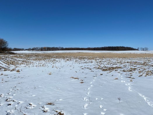 Harvested cornfield covered in snow