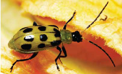 Southern corn rootworm adult