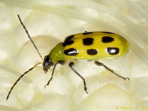 Photo - Southern Corn Rootworm Beetle