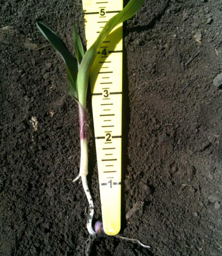 Photo - Corn seedling showing how to assess depth of seed placement after planting by measuring from the seed to the nodal roots.