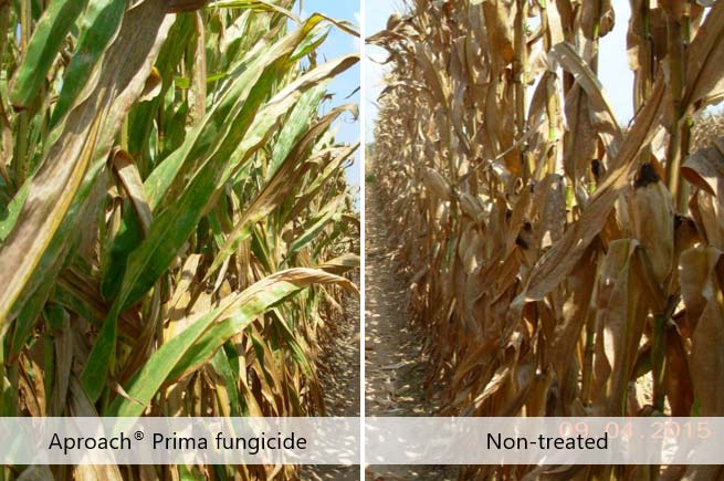Photo - Corn plants treated with 6.8 fl oz per acre of Aproach Prima fungicide compared with untreated plants