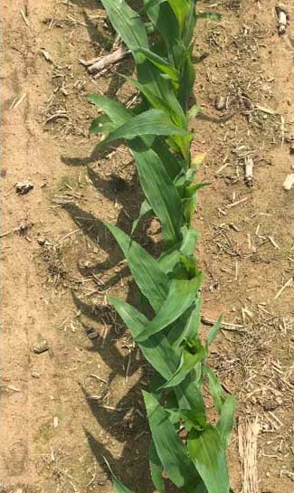 Corn plants from seeds planted tip down with the germ oriented with the row showing the impact of germ direction of leaf orientation during early vegetative growth.