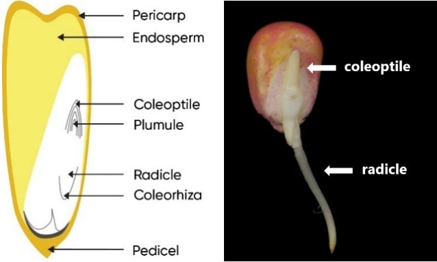 Diagram of a corn kernel showing components of the embryo and a germinated corn seed showing the emerging coleoptile and radicle.