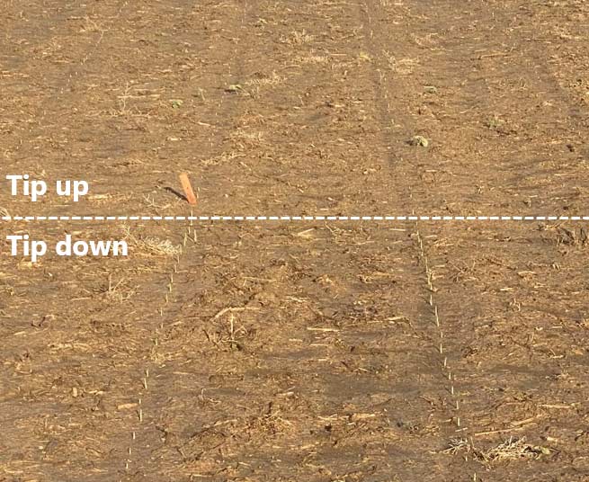 Emerged seedlings from corn seeds planted tip down - foreground - and tip up - background -  showing faster emergence with seed planted tip down.