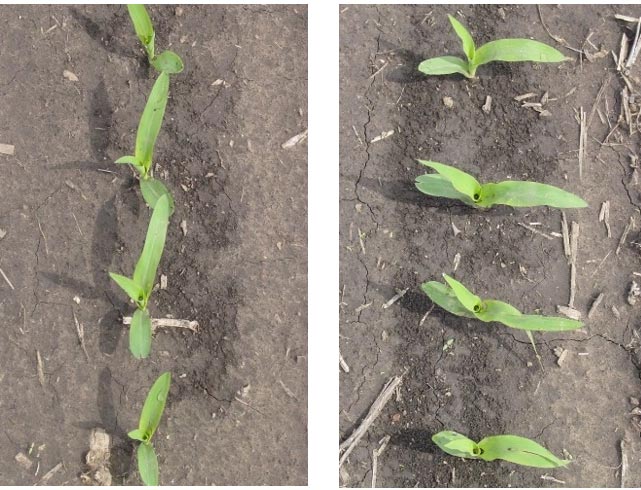 Corn plants in a Pioneer field experiment showing contrasting leaf orientation resulting from seed planting orientation.