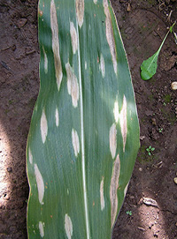 Corn leat - damaged