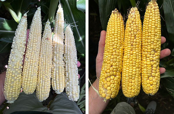 Ears from a field where tassel wrap resulted in incomplete pollination sampled on July 11 and July 25