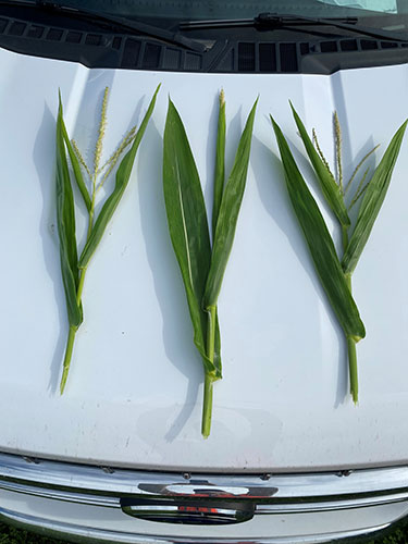 Comparison of tassels from three corn hybrids grown side by side