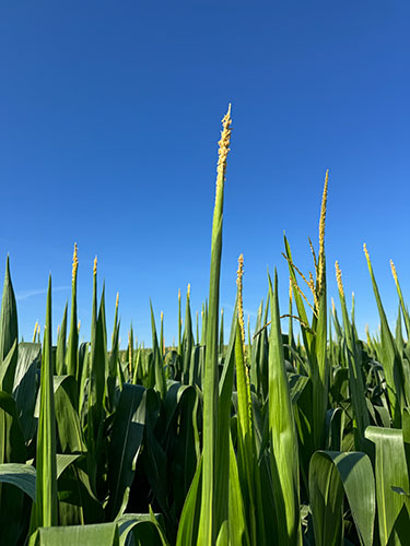 Tassel wrap in a Missouri corn field - corn plant showing symptoms