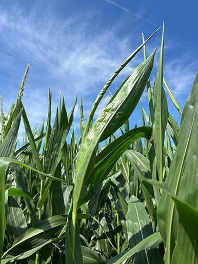 Tassel wrap in a Missouri corn field - July 7 2025