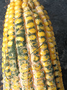 Corn ear showing damage from aspergillus disease