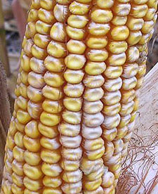 Corn ear showing damage from fusarium mold