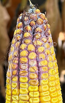 Corn ear showing damage from gibberella mold