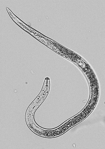 Photo - Corn lesion nematode