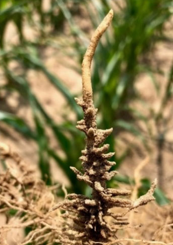 Photo - Severe feeding damage from corn lance nematodes.