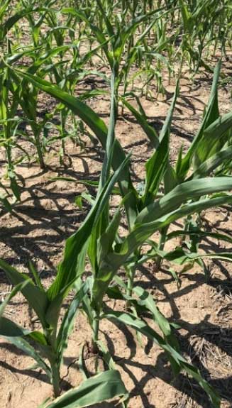 This is a photo showing young corn plants under drought stress.
