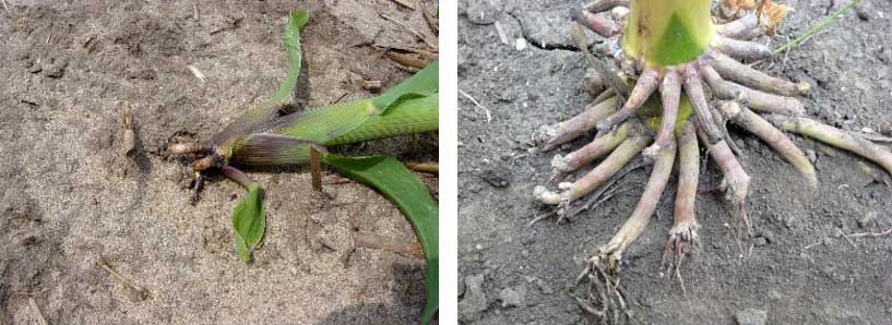 Photo - side-by-side - Rootless corn caused by shallow planting followed by dry soil conditions and  underdeveloped and callused brace roots.
