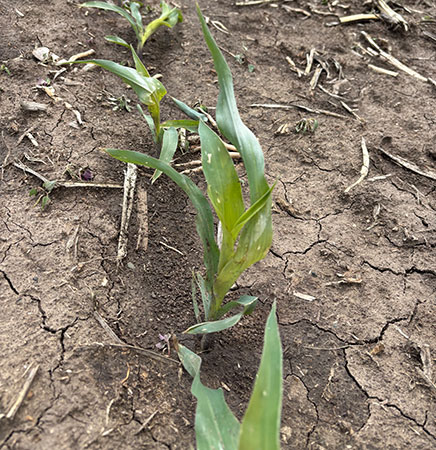 Radiational cooling injury to corn leaves facing the sky