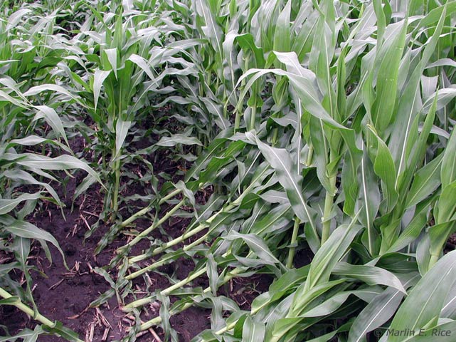Downed corn in field - midseason
