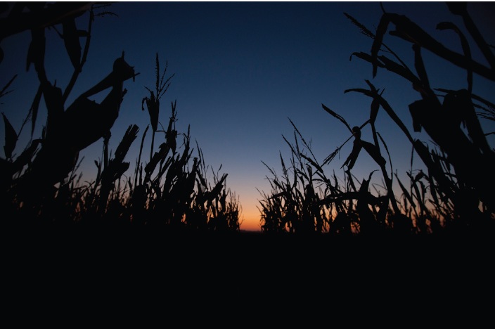cornfield at sunset - near dark cornfield at sunset - near dark