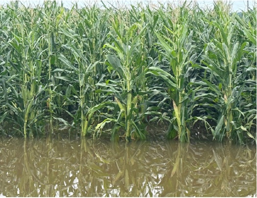 Flooding in cornfield - at the edge of the field Flooding in cornfield - at the edge of the field