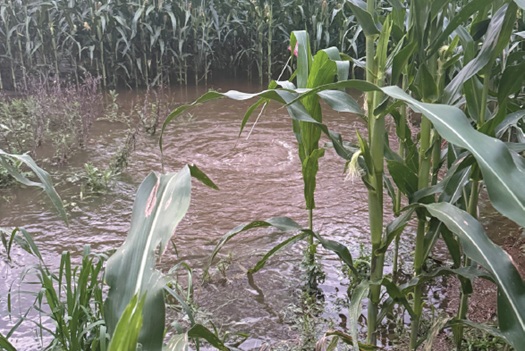 Flooding in cornfield - midfield - late season Flooding in cornfield - midfield - late season